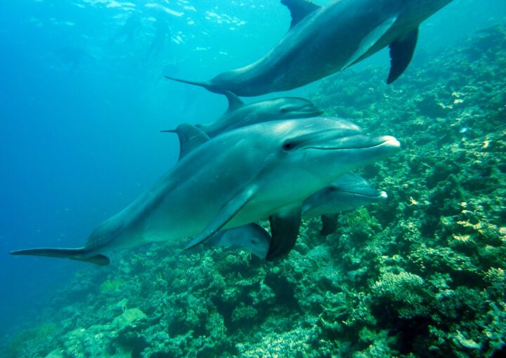 delfines en ponta do ouro