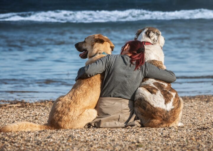 viajar con tu mascota