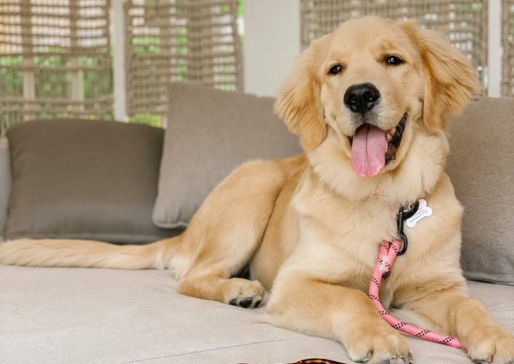 Orlando pet-friendly